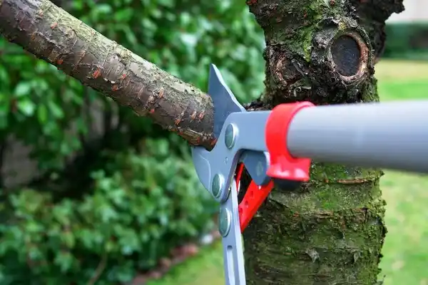 tree services Dell City